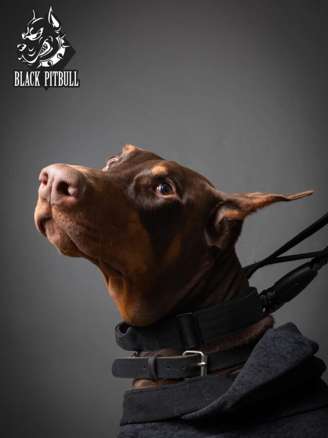 犬服・ドッググッズのオリジナルブランド｜BLACK PITBULL
